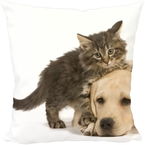 Cat & Dog - Norwegian Forest Cat kitten climbing on Labrador puppy in studio