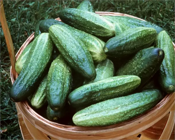 Cucumbers In basket