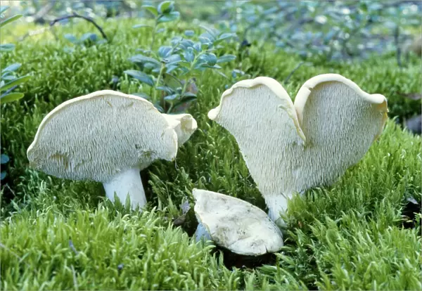 Hedgehog Fungi - edible