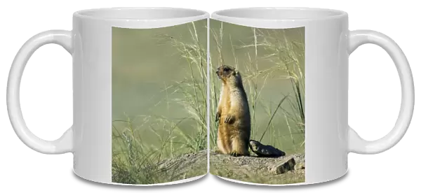 Himalayan Marmot - adult - observes and sniffs surroundings for a potential danger near a burrow - stands upright for an elevated point of view - warms himself up in the sun after a cold in the burrow - surrounded by typical steppe grasses - common