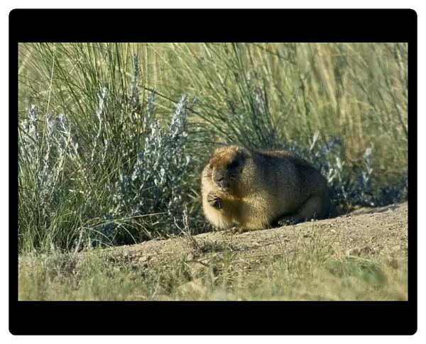 Himalayan Marmot - fat adult - ready for hibernation - feeds on grasses near a burrow - uses his tale as support - surrounded by typical steppe grasses - common in steppes of Orenburg region - South Russia - morning - July - bare soil near burrow