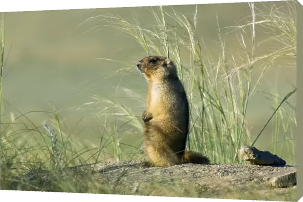 Himalayan Marmot - adult - observes and sniffs surroundings for a potential danger near a burrow - stands upright for an elevated point of view - uses his tale as support - surrounded by typical steppe grasses - common in steppes of Orenburg region