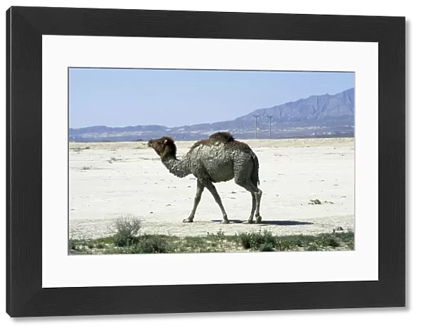 Dromedary  /  Arabian  /  One-humped Camel - after bathing in muddy puddle - in desert landscape near Nibetdag - Turkmenistan - Spring - April Tm31. 0371
