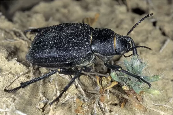 Darkling Beetle - feeds on plants near Karakum water-canal - Turkmenistan - Spring - April Tm31. 0380