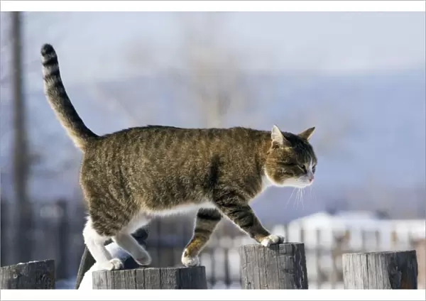 Domestic cat - tabby - male - a typical cat in a Russian village - walks on top of a fence to reach a house-porch without a need to struggle through deep snow - snow of 2-3 feet in average - remote old village Vsevolodo-Blagodatskoye - North of