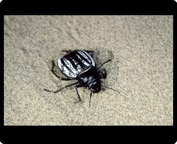 Darkling Beetle - in the evening - Turkmenistan - Central Karakum Desert - Spring - April Tm31. 0475