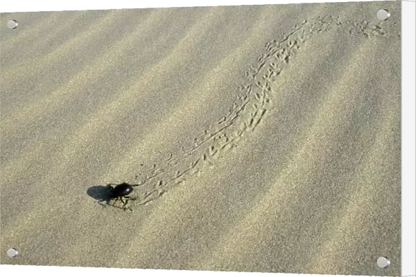 Darkling Beetle - runs for a cover after feeding at dawn - sand dunes of Central Karacum desert - Turkmenistan - Spring - April Tm31. 0488