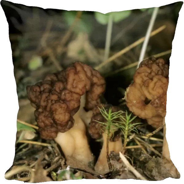 Mushroom, typical on taiga-forest floor near river Bolshoi Ugan, near Ugut settlement; Uganskii Nat. reserve, Siberia, Russia; spring Ug37. 0806