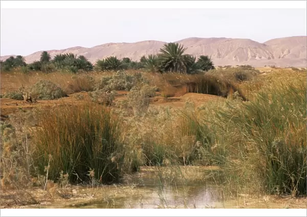 Egypt - a typical uninhabited oasis on a salty water spring in Arabian desert approx. 50 km from Hurghada town (Red Sea shore) January Eg39. 0102