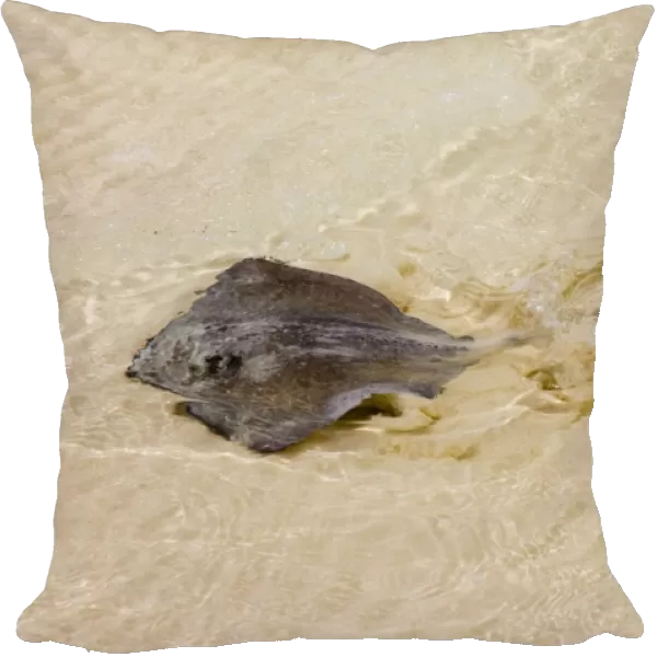 Southern Stingray swimming in shallows, showing undulation of the 'wings'. Feeds on molluscs and crustaceans. Long, whip-like tail has poisonous spine near base and causes serious wounds if stepped