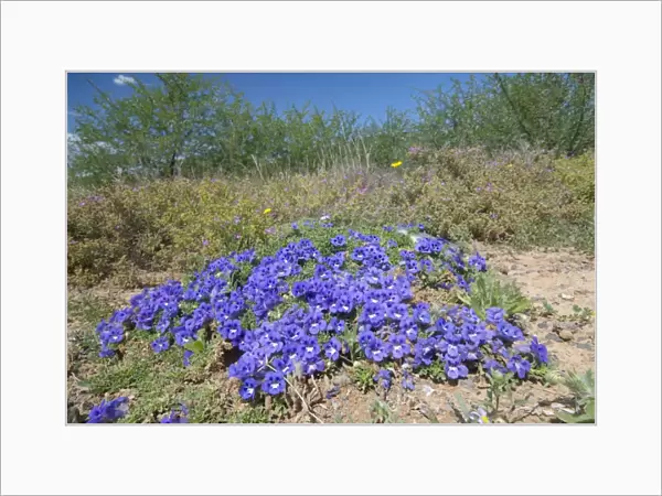Karoo Violet - forms carpets up to 1 metre in diameter. Used medicinally. Widespread, favouring disturbed and bare ground. Nr Wolwefontein, Eastern Cape, South Africa