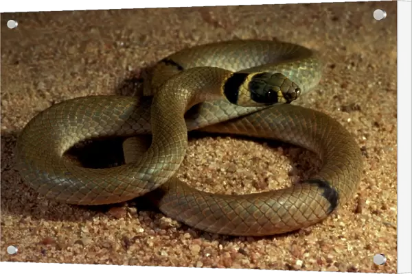 Ringed brown snake. Potentially dangerous