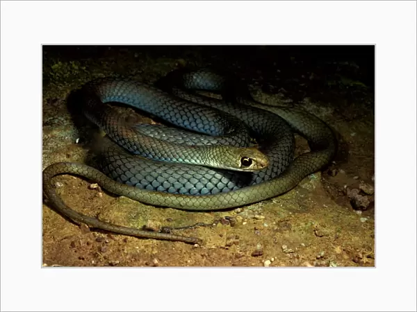 Yellow-faced whipsnake. Not dangerous though if large its bite can cause pain