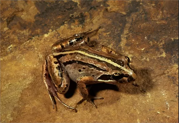 Brown-striped  /  Striped marsh frog