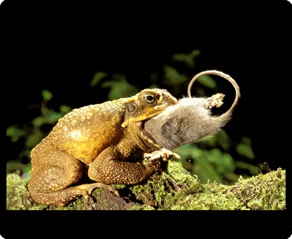 Cane toad  /  Giant toad  /  Marine toad - swallowing eastern pygmy possum Queensland, Australia KAT01362