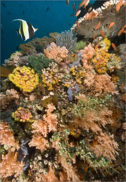 Coral garden - with single Moorish idol and school of Fairyy basslets swimming over a reef adorned with hard coral, colourful soft corals, crinoids, compound ascidians, yellow tubastrea coral, hydroids and encrusting sponges, Aniilao, Manila
