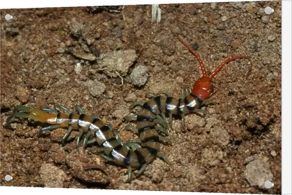 A colourful centipede, unidentified species