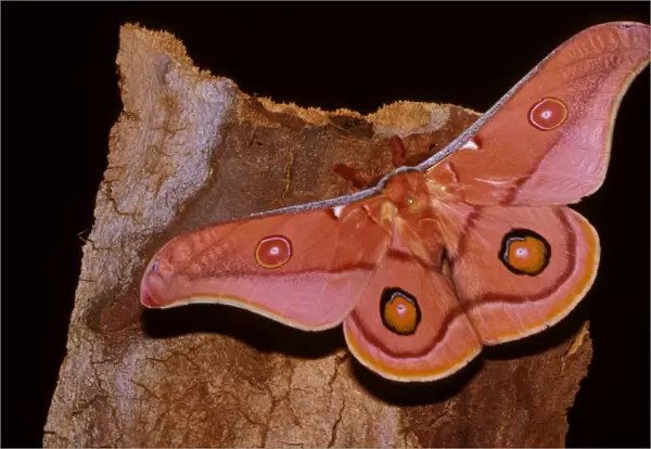 Emperor gum moth - adult; wingspan is 8 to 13 cm