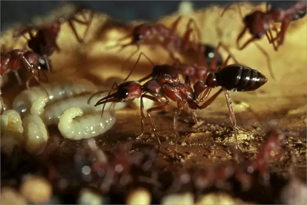 Bulldog ant - queen showing wing muscles, in artificial nest chamber with workers