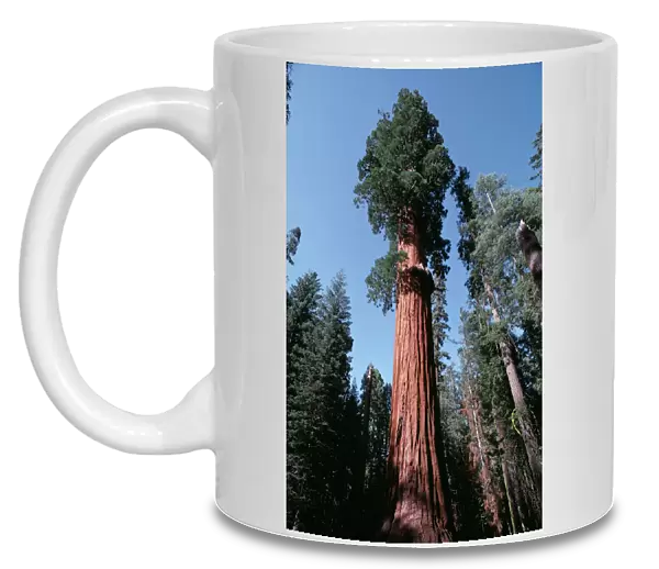 Sequoia AW 4829 - HR National Park California, USA © Adrian Warren ARDEA LONDON
