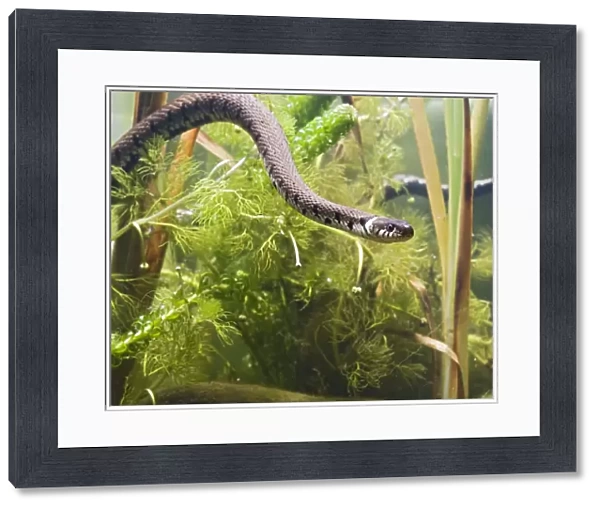 Grass snake – swimming underwater Bedfordshire UK 004746
