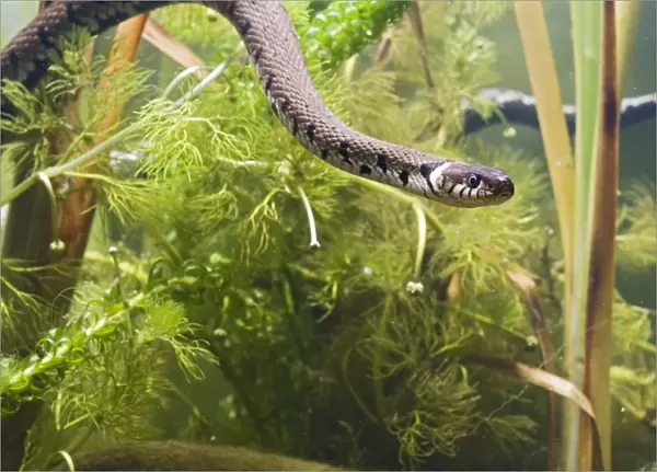 Grass snake – swimming underwater Bedfordshire UK 004746
