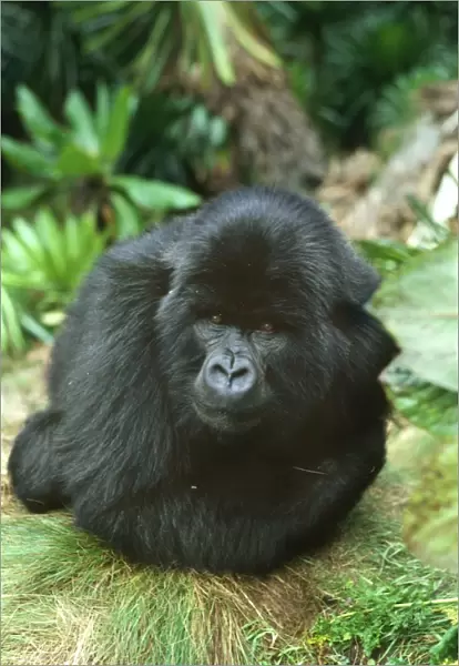 Ape: Mountain Gorilla - Blackback male in sub-alpine zone, Virunga Volcanoes, Rwanda, Africa