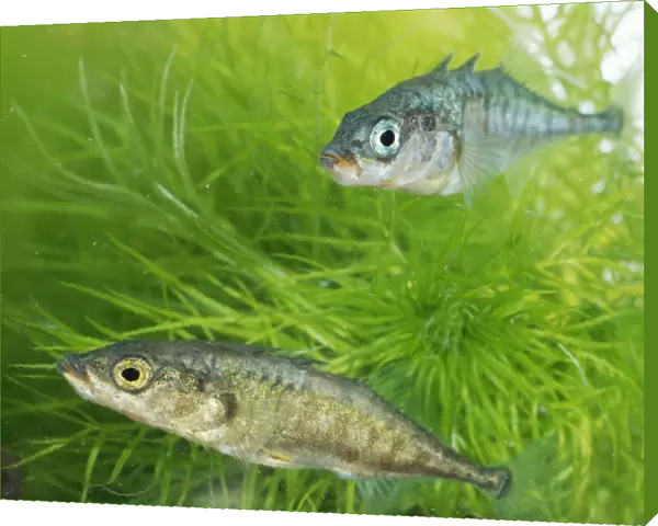 Two Three-spined Sticklebacks