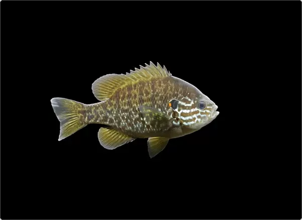 Pumkinseed  /  Kiver Fish – black background side view – N America – alien species in UK