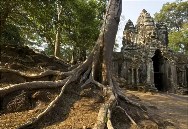 Angkor gateway tree roots - Cambodia
