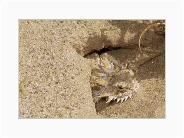 Flat-tailed Horned Lizard - emerging from burrow - thermo-regulating - California USA