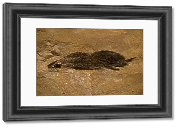 Fossil Lungfish - Dipnoi - Quebec - Canada - Late Devonian - 350 Million Years Old