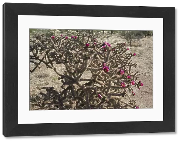 Cholla Cactus with blossoms - Sonoran Desert - Arizona