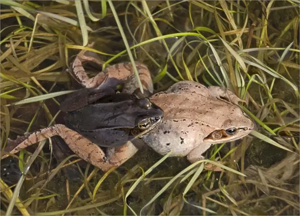 Wood Frogs (Rana sylvatica) - pair in amplexus - New York - Widespread in Northeastern U. S. and Canada to Alaska - disjunct populations found in Colorado - Wyoming - Alabama - North Dakota - Ranges farther north than any other North American reptile