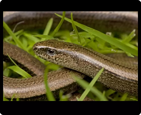 Slow Worm - England - UK - Legless lizard - Feeds on slow-moving creatures such as slugs - Tends to lie up under roots-stones-old planks compost heaps-etc - Common throughout Britain