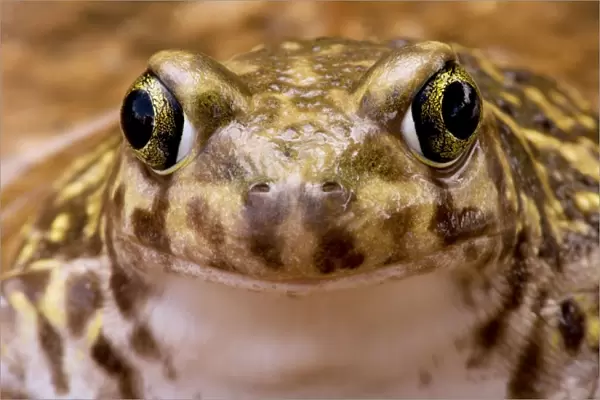 Couch's Spadefoot - Close-up of face - Arizona - USA