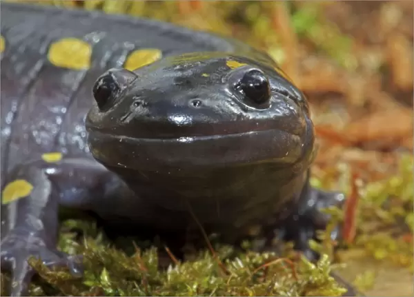 Spotted Salamander (Ambystoma maculatum) - Close-up - New York USA - In early spring migration to woodland pond