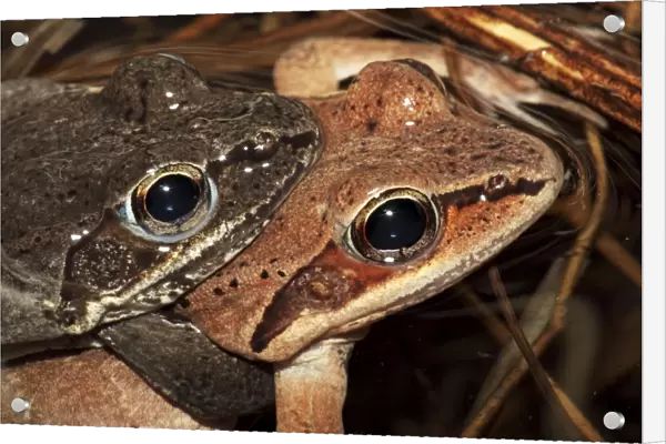 Wood Frog Pair in Amplexus (Rana sylvatica) (Lithobates sylvaticus) - New York - USA - Ranges across much of northern US and Canada - Breeds in temporary vernal ponds in early spring - Males compete for mates by 'scramble competition'