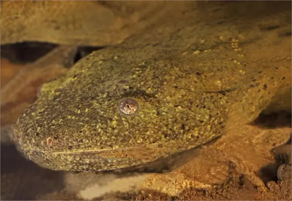Hellbender (Cryptobranchus alleganiensis) - New York USA - Aquatic salamander - Almost always found in rivers and larger streams where water is running