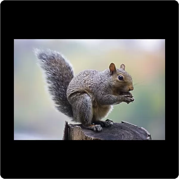 Eastern Gray Squirrel (Sciurus carolinensis) Eating nuts in tree - New York - Habitat is hardwood or mixed forests with nut trees-especially oak-hickory forests - Range is eastern United States - Is abroad all year even digging through snow in