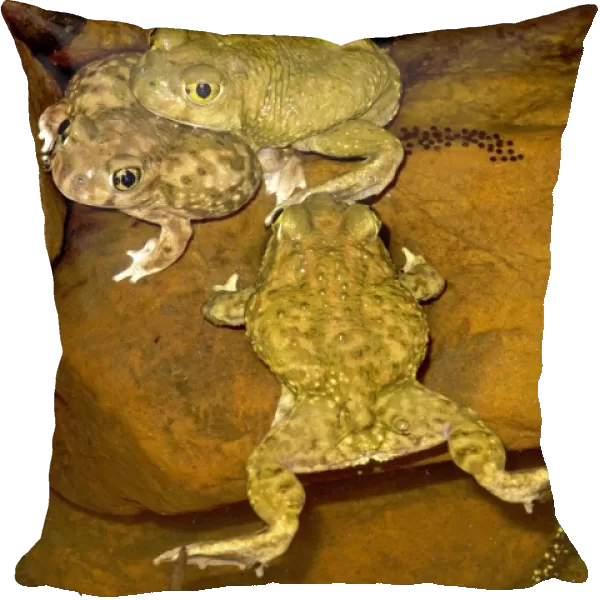 Couch's Spadefoot (Scaphiopus couchii) Pair in amplexus - Showing eggs laid - Breeds chiefly from May to Sept in periods of rainfall - Occurs in shortgrass prairie- mesquite savanna- creosote bush desert- thorn forest- tropical deciduous