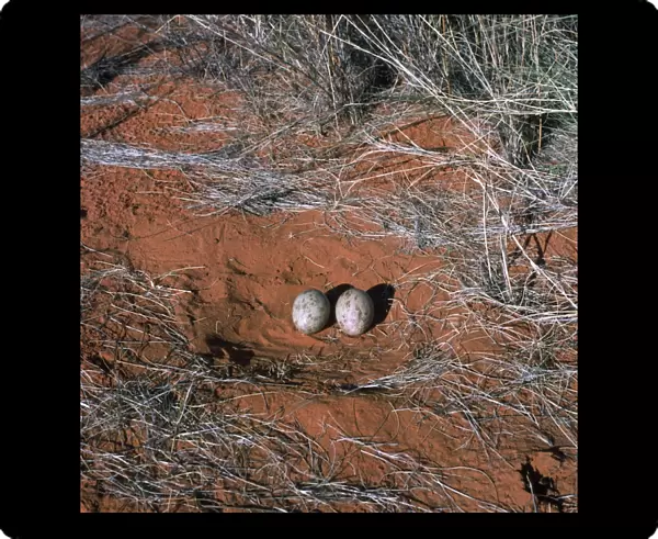 Kori Bustard - nest with eggs - Kalahari desert - Southern Africa