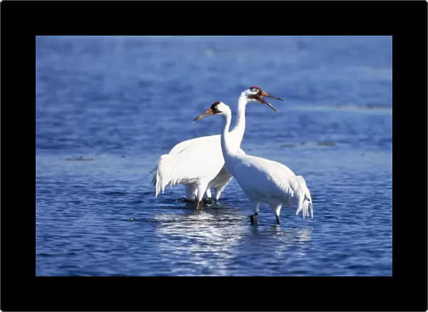 Whooping Crane - pair wading