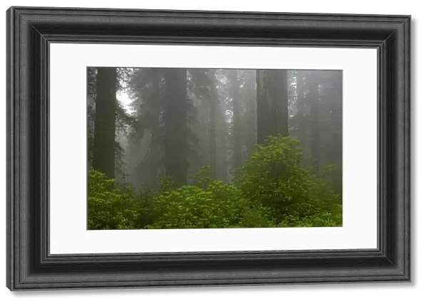 Coastal Redwood forest in fog Redwood National Park California, USA LA000741