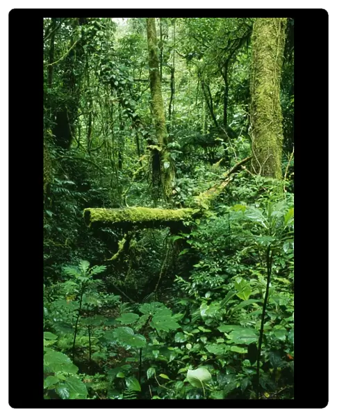Rainforest DAD 1164 Mixed lush vegetation at Monteverde rain forest reserve, Costa Rica. © David Dixon  /  ARDEA LONDON