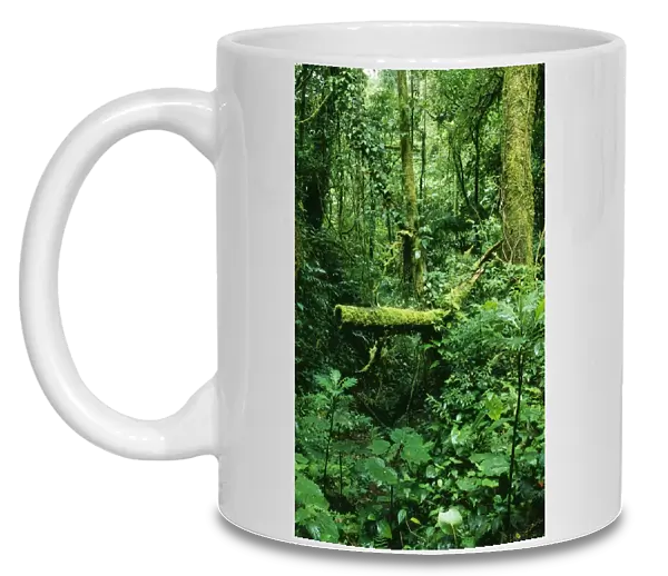 Rainforest DAD 1164 Mixed lush vegetation at Monteverde rain forest reserve, Costa Rica. © David Dixon  /  ARDEA LONDON