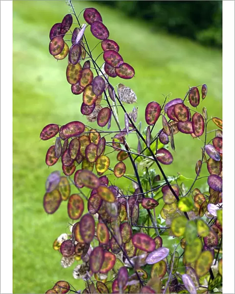 Honesty seedpods have magical summer colour - July Frequently used for indoor decoration Seed pods of Lunaria annua Kent Garden, UK