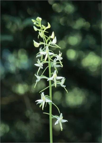Lesser Butterfly Orchid - rare in UK. status vulnerable