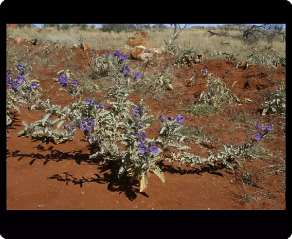 Bush Tomato plant Northern South Australia, Australia