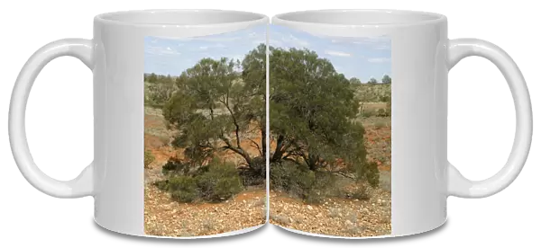 Latz's Wattle A rare and endangered wattle Near Henbury Station, Alice Springs, Northern Territory, Australia